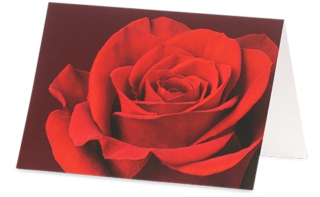 Grußkarte Rote Rose